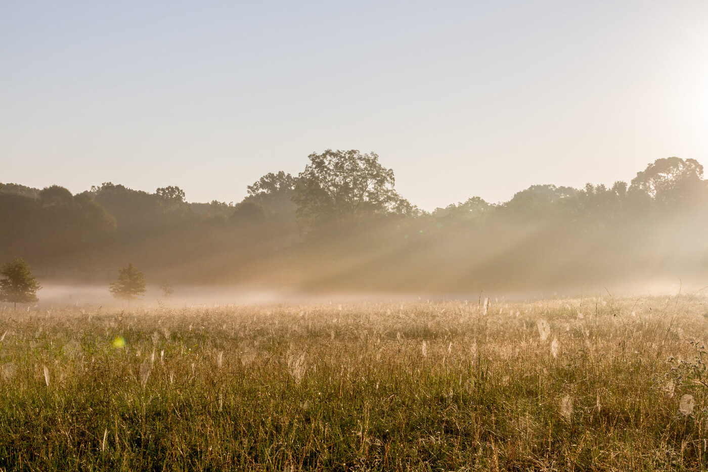 Pasture at first light, at Field to Fork Farms