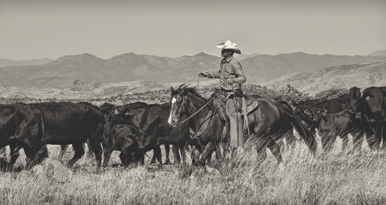 A rancher horseback moving his herd across open range below the mountains